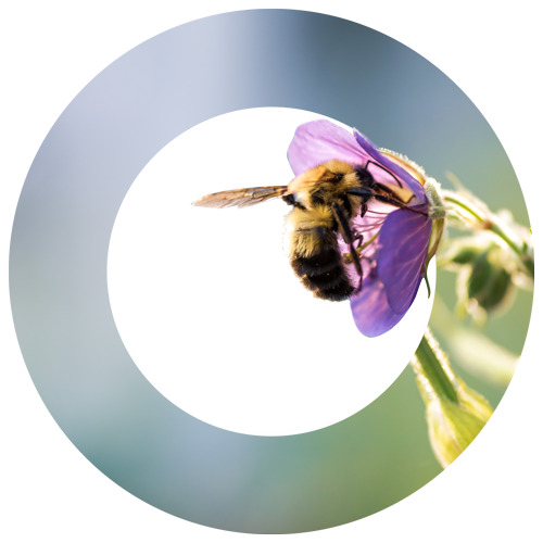 Bumblebee Conservation Trust