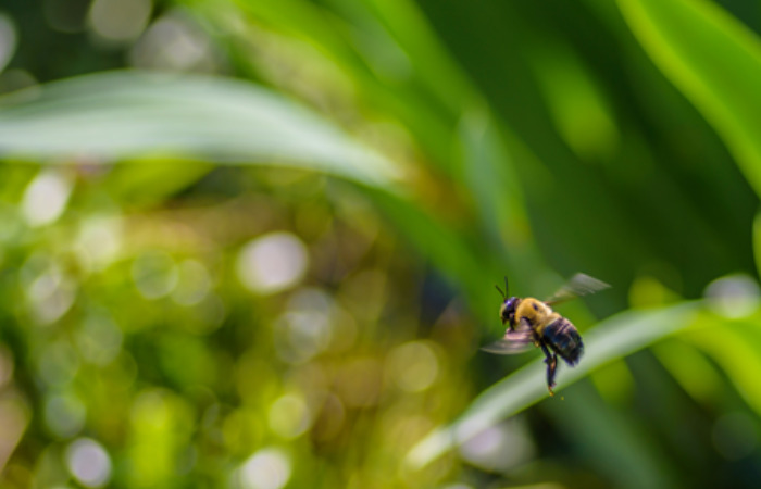 Bumblebee Conservation Trust Case Study Banner