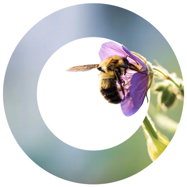 Bumblebee Conservation Trust